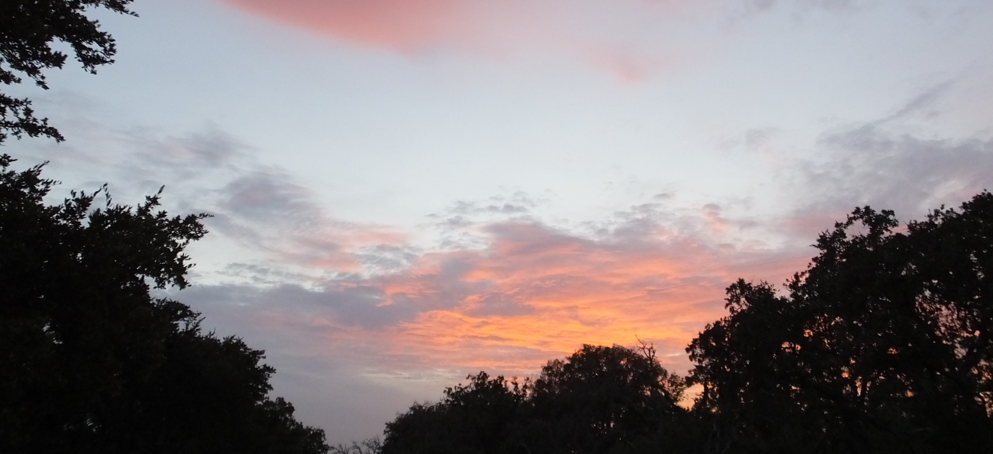 sunset behind line of trees